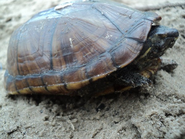 A jurará, também chamada de muçuâ, é uma tartaruga que gosta de se enterrar na lama em épocas de seca. Por isso, geralmente é encontrada em regiões de poças e brejos do Maranhão (Foto: Queamar)