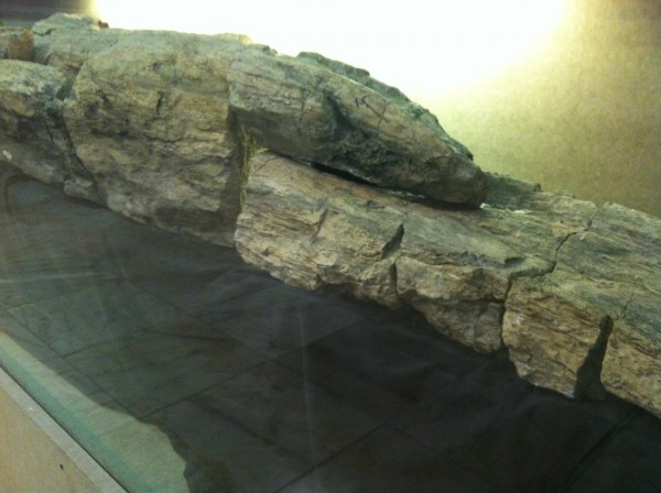 Este fóssil de tronco de árvore foi encontrado na Antártica, onde havia grandes florestas no período Cretáceo (Foto: Camille Dornelles)