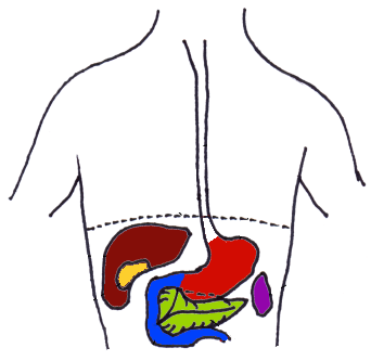 O fígado (em marrom) é a maior glândula do corpo humano. Ele produz bile (substância que ajuda o organismo a dissolver e aproveitar as gorduras) e armazena glicose (açúcar), entre outras funções (Imagem adaptada de Wikimedia Commons)