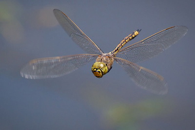 Libélulas são insetos carnívoros que vivem na água durante a fase de larva e são voadoras quando adultas. Seu nome vem do latim <i>libellula</i>, diminutivo de <i>libra</i> (balança). Isso porque, às vezes, esses animais param durante o voo, e seu corpo se move levemente para lá e para cá, como uma balança antiga. (Foto: Fir0002/Flagstaffotos / Creative Commons)