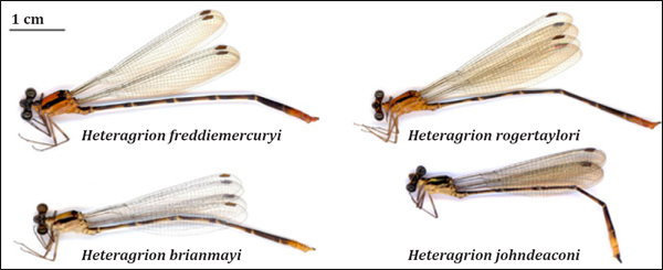 As quatro espécies de libélulas descritas em homenagem aos membros da banda Queen: <i>Heteragrion freddiemercuryi</i>, <i>Heteragrion brianmayi</i> e <i>Heteragrion rogertaylori</i> vivem na Mata Atlântica de São Paulo, enquanto <i>Heteragrion johndeaconi</i> foi encontrada no Cerrado de Goiás. (Fotos: Frederico A. A. Lencioni / Zootaxa)