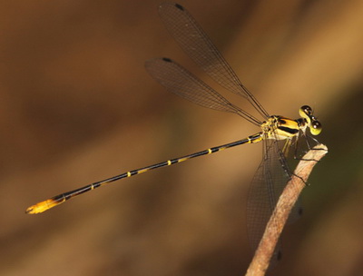Um macho da espécie <i>Heteragrion brianmayi</i> fotografado em Ubatuba, São Paulo. Repare que as asas ficam abertas o tempo todo, uma característica desse gênero de libélulas. (Foto: Frederico A. A. Lencioni / Zootaxa)