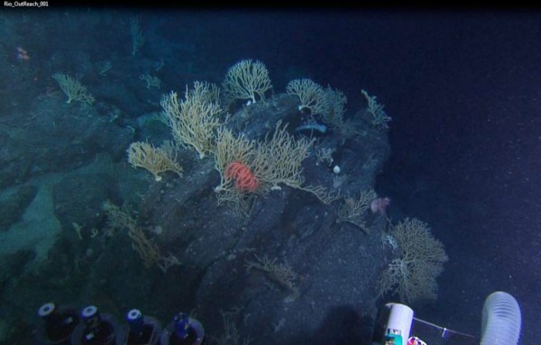 Cientistas já desconfiavam da presença de corais nessa região do oceano. Porém, foi na Expedição Iata-Piuna que eles foram observados pela primeira vez (Foto: Divulgação/Diário de Bordo)