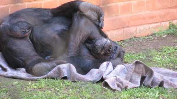 Este simpático chimpanzé do zoológico do Rio de Janeiro tem o cobertor como companheiro nos dias de frio! (Foto: Fernanda Turino)