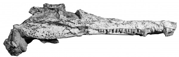 Com focinho bem comprido e cheio de dentes, o <i>Batrachomimus pastosbonensis</i> provavelmente tinham uma dieta baseada em peixes (Foto: Felipe Montefeltro)