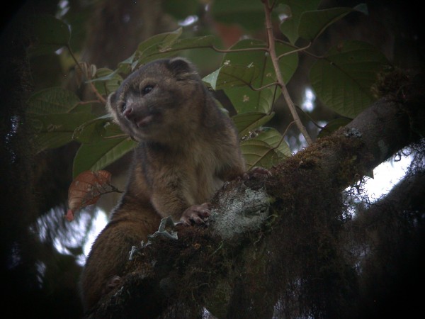 Os olinguitos são animais solitários, de hábitos noturnos e adoram pular entre os topos das árvores (Foto: Mark Gurney)