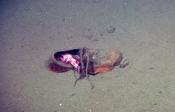 Garrafa de vidro encontrada no fundo do mar. A presença de lixo nesse ambiente perturba a vida marinha (Foto: © 2006 MBARI/NOAA)