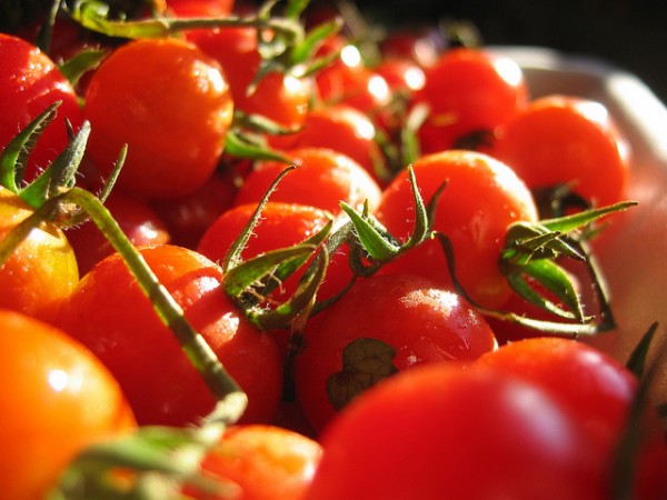 O Brasil produz cerca de três milhões de toneladas de tomate todo ano, mas quase 350 mil toneladas são jogadas fora (Foto: Flickr / jinax / CC BY 2.0)