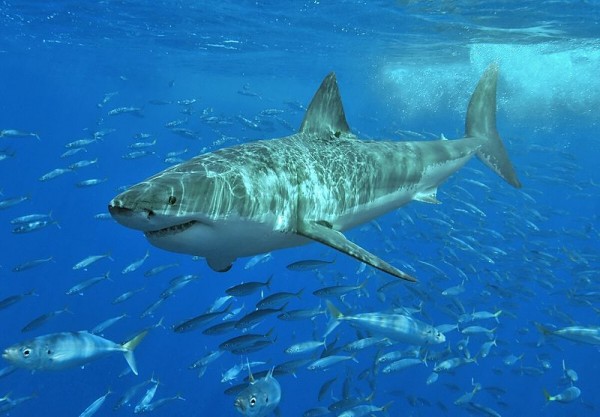 Desde 2009, o Projeto de Rastreamento de Tubarões Globais já acompanhou mais de 100 tubarões. Atualmente, estão sendo monitorados doze animais, sendo cinco tubarões-brancos, os maiores predadores dos mares (Foto: Terry Goss / Wikimedia Commons / CC BY-SA 3.0)