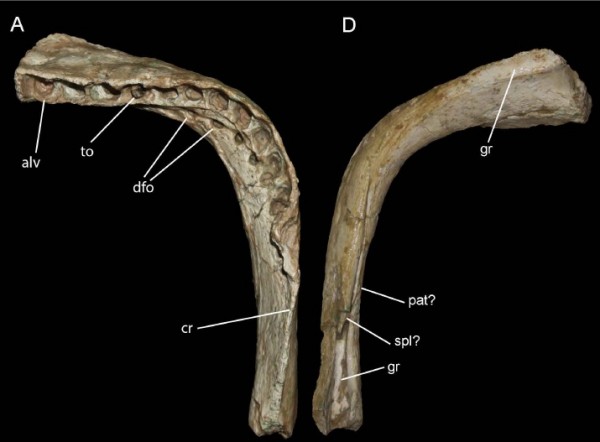 <i>Brasilotitan nemophagus</i> tinha mandíbula quadrada – uma característica rara entre os titanossauros (Foto: Elaine Machado)