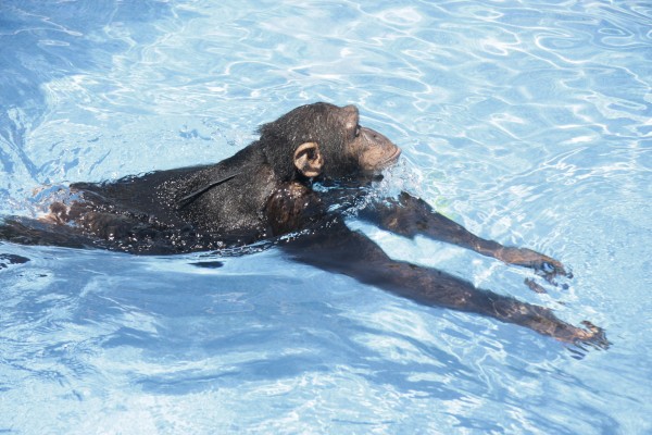 chimpanzé na piscina