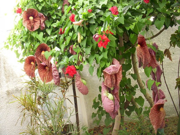 As flores do papo-de-Peru têm aspecto e coloração estranhos, como um vermelho escuro e amarronzado que lembra cor de carne (Foto: Wikimedia Commons / Dianakc)