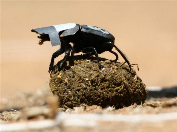 Uma das pesquisas premiadas mostrou que o besouro rola-bosta se guia pelas estrelas (Foto: Marcus Byrne)