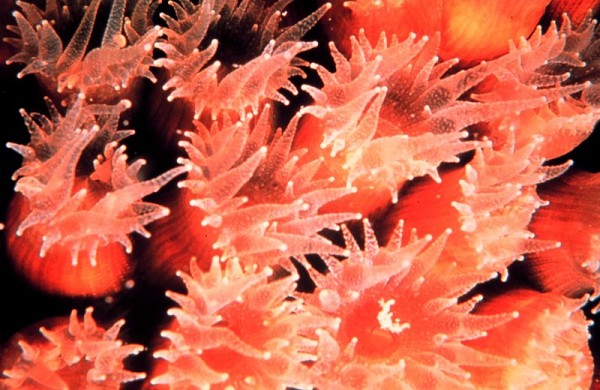 Os corais pertencem ao mesmo grupo de animais que as águas-vivas. Também têm um corpo mole, porém possuem um esqueleto externo que os protege (Foto: Florida Keys National Marine Sanctuary)