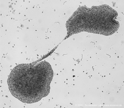 O <i>T. adhaerens</i> se alimenta geralmente de pequenas algas, que são envolvidas com a parte inferior do seu corpo. As células do animal eliminam substâncias digestivas no alimento, que depois é absorvido. Quando cresce bastante, um <i>Trichoplax</i> pode se reproduzir dividindo-se em dois, como mostra esta imagem (Foto: Schierwater Lab / http://www.trichoplax.com/pages/page_15.html)