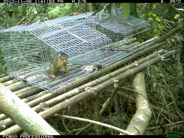 Macaco-de-cheiro-de-cabeça-preta visitando a plataforma armada pelos pesquisadores (Foto: Projeto Saimiri)