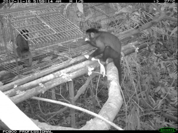 Na fotografia, o macaco-de-cheiro-de-cabeça-preta (à esquerda) é visto com o macaco-prego (à direita). Eles estavam devorando as bananas deixadas pelos pesquisadores! (Foto: Projeto Saimiri)