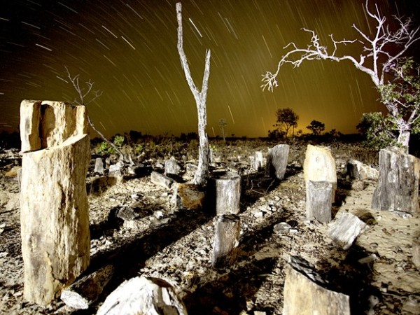 Fósseis de troncos à luz das estrelas (Foto: Ricardo Martins/Naturantis)
