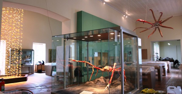 O caranguejo, a lula gigante e o panapaná – algumas das atrações desta exposição imperdível (Foto: Roosevelt Mota/Museu Nacional)