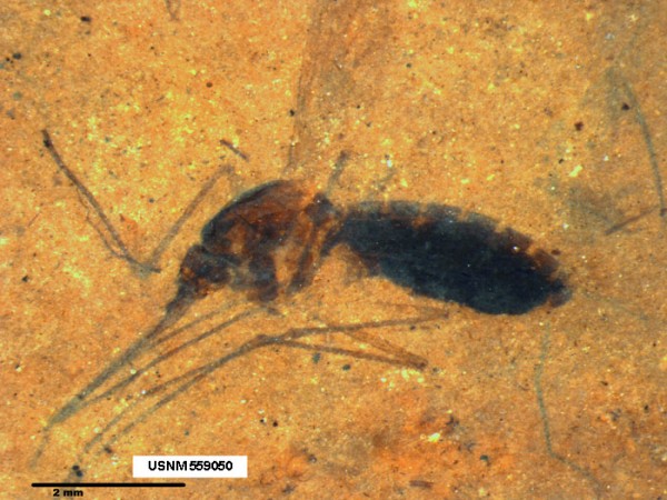 No ventre do pequeno mosquito fóssil de aproximadamente um centímetro, paleontólogos encontraram sangue preservado por 46 milhões de anos (Foto: Tim Rose/NMNH)