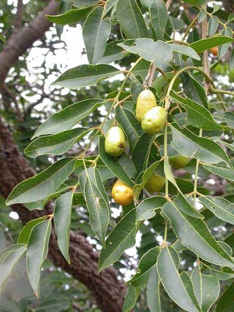 O cajá, com seu caroço espinhento, era uma das nossas frutas favoritas. Mas só Zé Meleca conseguia mastigar a semente! (Foto: Marco Schmidt / Wikimedia Commons / CC-BY-SA 2.5)