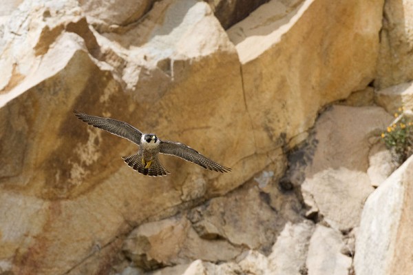 De porte pequeno – chega a medir 50 centímetros –, o falcão-peregrino gosta de caçar em terra e em água (Foto: Wikimedia Commons / Kevin Cole)