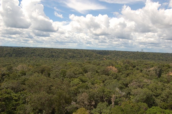 Vista aérea de uma reserva florestal estudada pelos cientistas (Imagem: Tabajara Moreno)