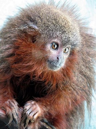 Os bebês desta espécie de macaco (<i>Callicebus caquetensis</i>) apresentam uma característica cativante: “quando estão muito satisfeitos, eles ronronam um para o outro”, explica o cientista Thomas Defler (Foto: © Javier Garcia)
