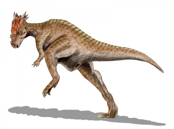 <i>Dracorex hogwartsia</i>, o dinossauro com cabeça de dragão (Imagem: Wikimedia Commons)