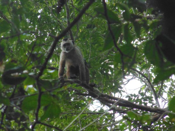 O caiarara ka’apor (<i>Cebus kaapori</i>) está em risco de extinção e é uma espécie endêmica, ou seja, só existe lá na região da reserva do Gurupi (Foto: Marcos Fialho)