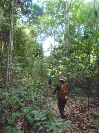Pesquisadores fizeram trilhas na mata em busca de espécies de primatas (Foto: Marcos Fialho)