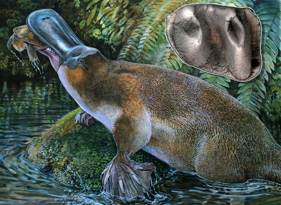 Como tinha dentes desenvolvidos, o ornitorrinco pré-histórico conseguia se alimentar de crustáceos e até vertebrados, como sapos e pequenas tartarugas (Imagem: Reconstrução/ Peter Schouten)