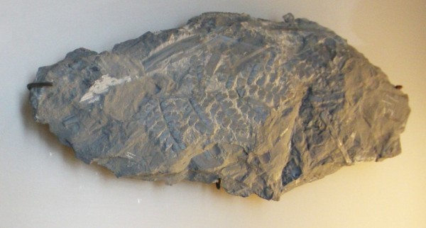 Fóssil de <i>Sphenopteris</i>, uma das plantas com sementes mais antigas que se conhece (Foto: Wikimedia Commons / Ghedoghedo / CC BY-SA 3.0)