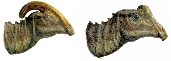 Os parassaurolofos adultos possuíam uma crista grande feita de osso, que usavam na comunicação com os outros animais de sua espécie. Já os filhotes, que ainda não possuíam a crista, deviam ter outro jeito de se comunicar (Ilustração: Lucas Panzarin)