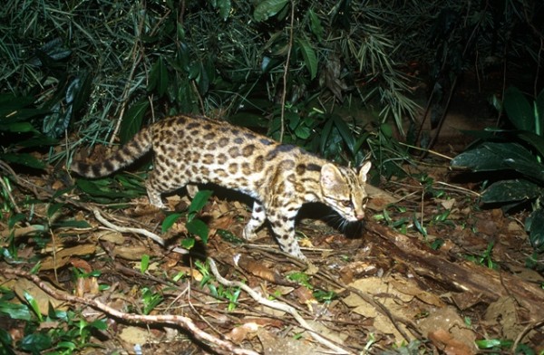 <i>Leopardus guttulus</i> é habitante da região Centro-Sul do Brasil (Foto: Projeto Gato do Mato – Brasil)