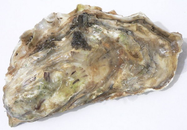 Quem diria! Durante a fase de larva, as ostras se baseiam nos sons do ambiente para escolherem um local apropriado para viver (Foto: Wikimedia Commons)