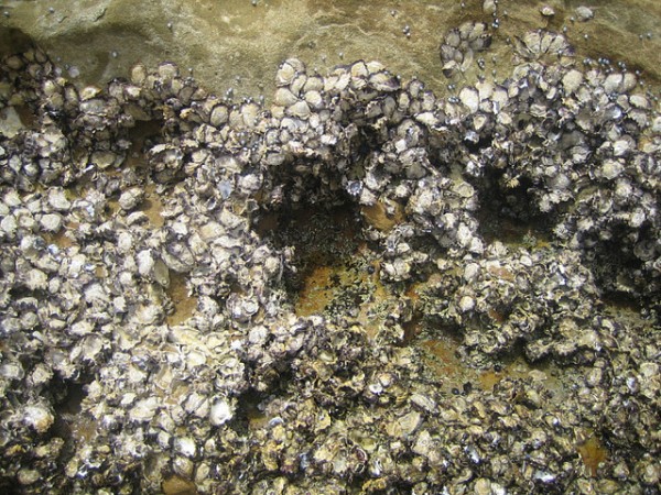 Quando adultas, as ostras vivem fixadas em superfícies subaquáticas (Foto: Jessica James / Flickr / CC BY-NC 2.0)
