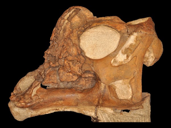 A descoberta de Joe aconteceu em 2009, mas só agora os estudos sobre o fóssil foram concluídos e divulgados ao público (Foto: Museu de Paleontologia Raymond M. Alf)