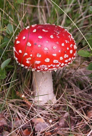 Na natureza, existem cogumelos de várias formas, cores e texturas. Segundo os pesquisadores, é possível que todos eles sejam capazes de produzir vento (Foto: MichaelMaggs / Wikimedia Commons / <a href=http://creativecommons.org/licenses/by-sa/2.5/deed.en>CC BY-SA 2.5</a>)