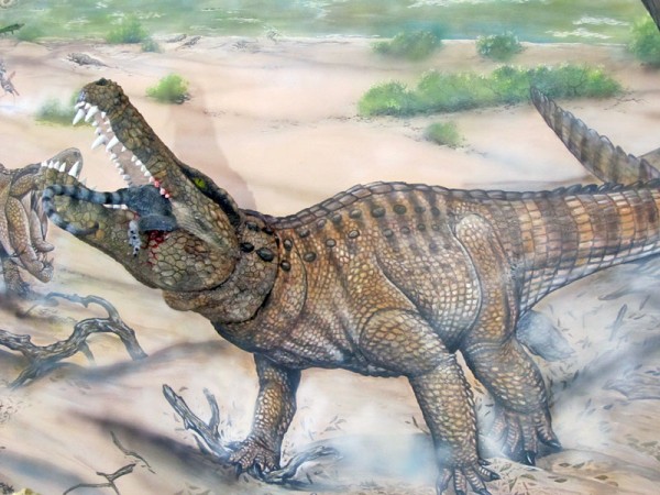 O crocodilo guerreiro era um carnívoro terrestre que viveu há cerca de 55 milhões de anos (Foto: Sofia Moutinho)