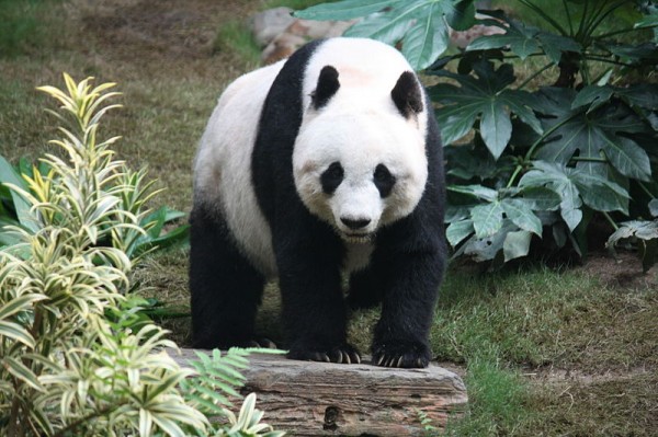 O panda-gigante é um animal dócil e conhecido por todos como um dos bichos mais fofos que existem! Atualmente, vive apenas na região central da China, e o desmatamento de seu habitat vem ameaçando a espécie de extinção (Foto: J. Patrick Fisher/ Wikimedia Commons)