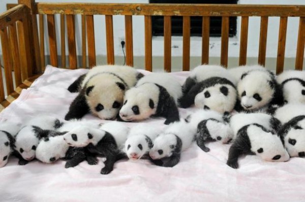 Na floresta, uma fêmea de panda pode ter até dez filhotes durante a vida. Podem nascer até três filhotes de cada vez, mas a mamãe panda escolhe somente um para criar. Em cativeiro, 97% delas não chegam a ter nenhum! Estes 14 filhotes nasceram em uma reserva ambiental chinesa (Foto: Divulgação/ATP)