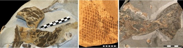 Pele de uma tartaruga-de-couro (à esquerda), escamas de um mosassauro (centro) e extremidade da nadadeira de um ictiossauro (à direita) (Imagens: Bo Pagh Schultz, Johan Lindgren e Johan A. Gren, respectivamente)