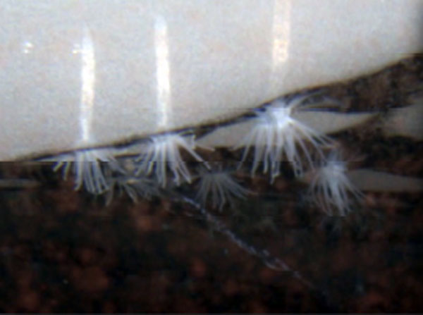 A anêmona <i>Edwardsiella andrillae</i> vive presa nos blocos de gelo da plataforma Ross, na Antártica. (foto cedida pela pesquisadora)