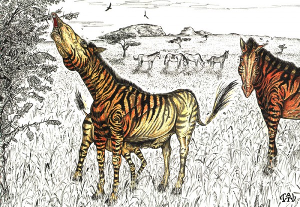 O <i>Hippidion</i> era uma espécie de cavalo baixinho, com lábio avantajado e corpo listrado. (ilustração: André Pinheiro)
