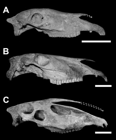 Comparação entre os crânios de cavalos nativos da América do Sul, já extintos (A), de um cavalo doméstico atual (B) e de um <i>Hippidion</i> (C). (foto: Bernardes <i>et al</i>., 2013)
