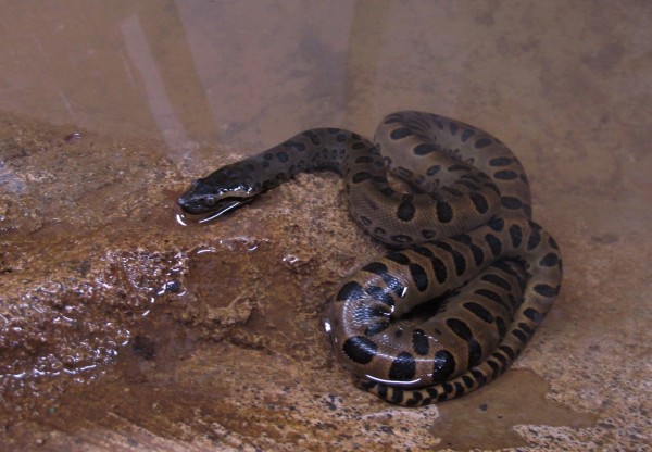 As cobras vivíparas podem dar à luz até 30 filhotes de uma vez. Esta é Suri, uma das 17 sucuris que nasceram de uma única gestação no Instituto Butantan. (foto: Giuseppe Puorto / Instituto Butantan)  