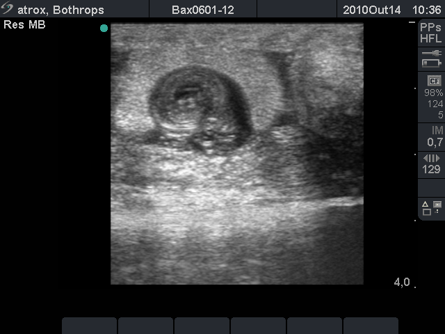 Esta é uma imagem de ultrassonografia de uma mamãe-serpente – a massa enrolada que você pode ver é a pequena serpente em formação. (foto: Kathleen Grego / Instituto Butantan)