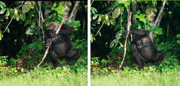 Os chimpanzés usam galhos para fazer bengalas. (foto: PLoS / <a href=http://creativecommons.org/licenses/by/2.5/deed.pt>CC BY 2.5</a>)