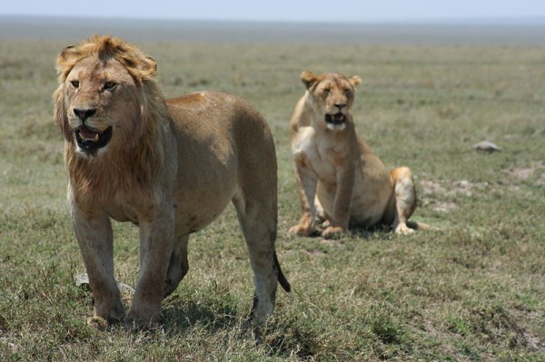O ecossistema de Serengeti, que significa “planícies intermináveis” na língua dos Massai – grupo étnico que vive na região – abriga centenas de espécies de animais e plantas. (foto: Wikimedia Commons)